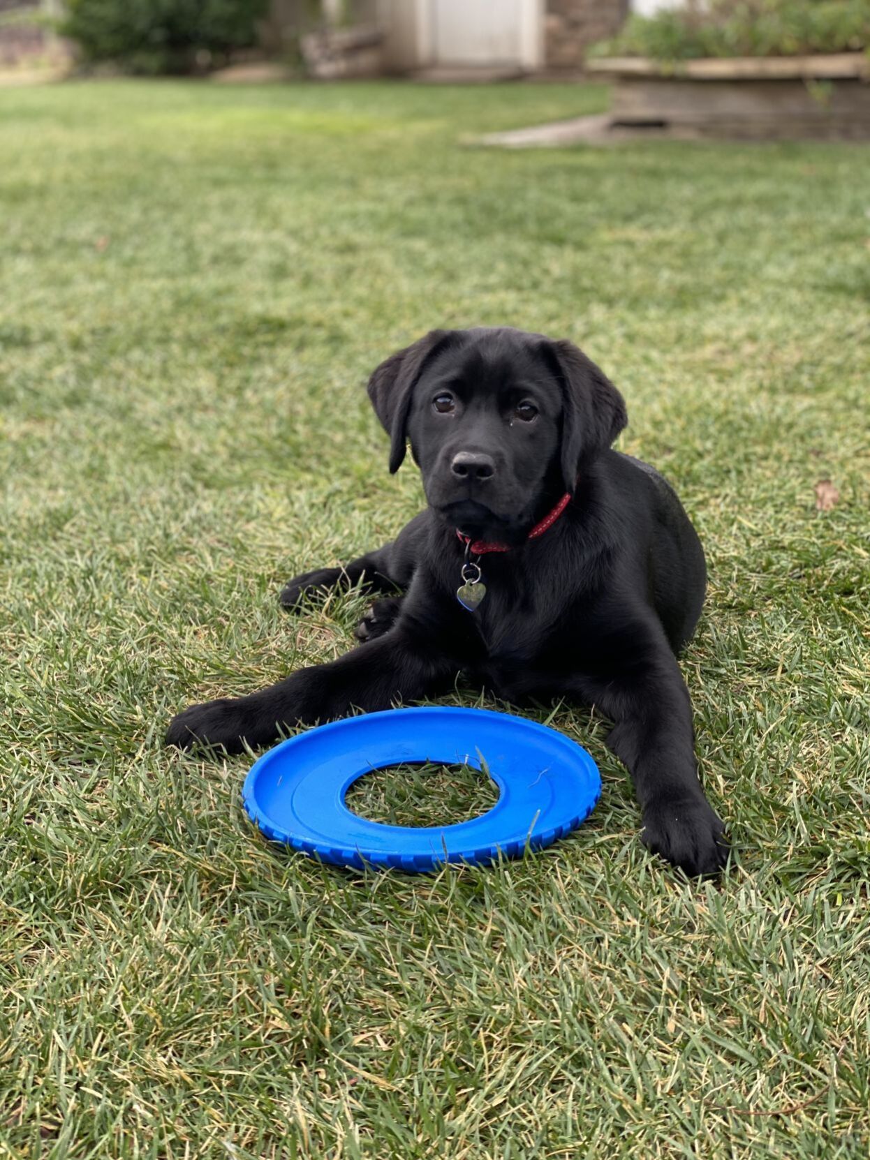 Scout